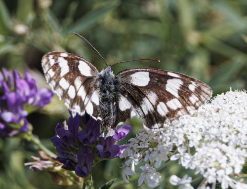 Melanargia galathea